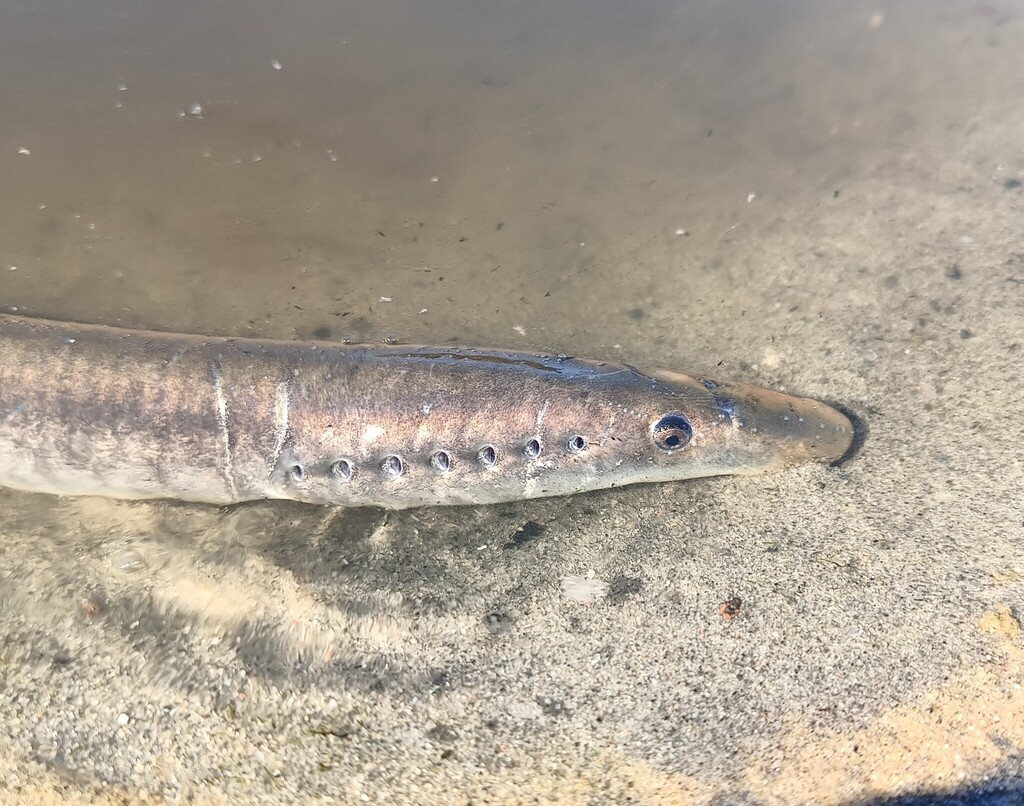 Rivierprik (Lampetra fluviatilis) — Petromyzontidae
