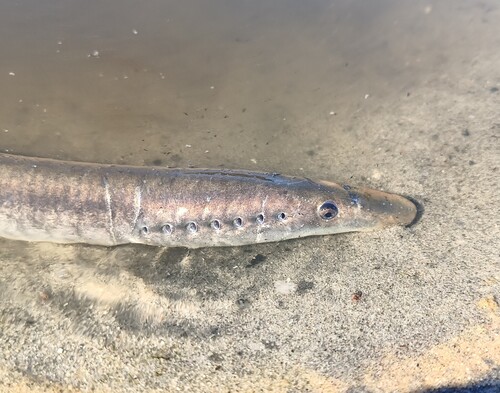 European river lamprey (Lampetra fluviatilis) — Petromyzontidae