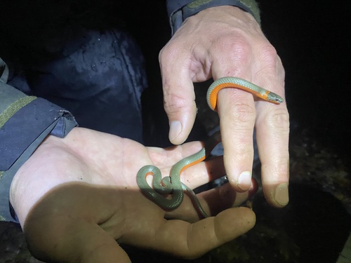 iNaturalist observation photo of Ring-necked Snake