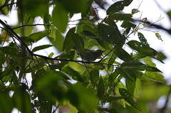 Vireo altiloquus