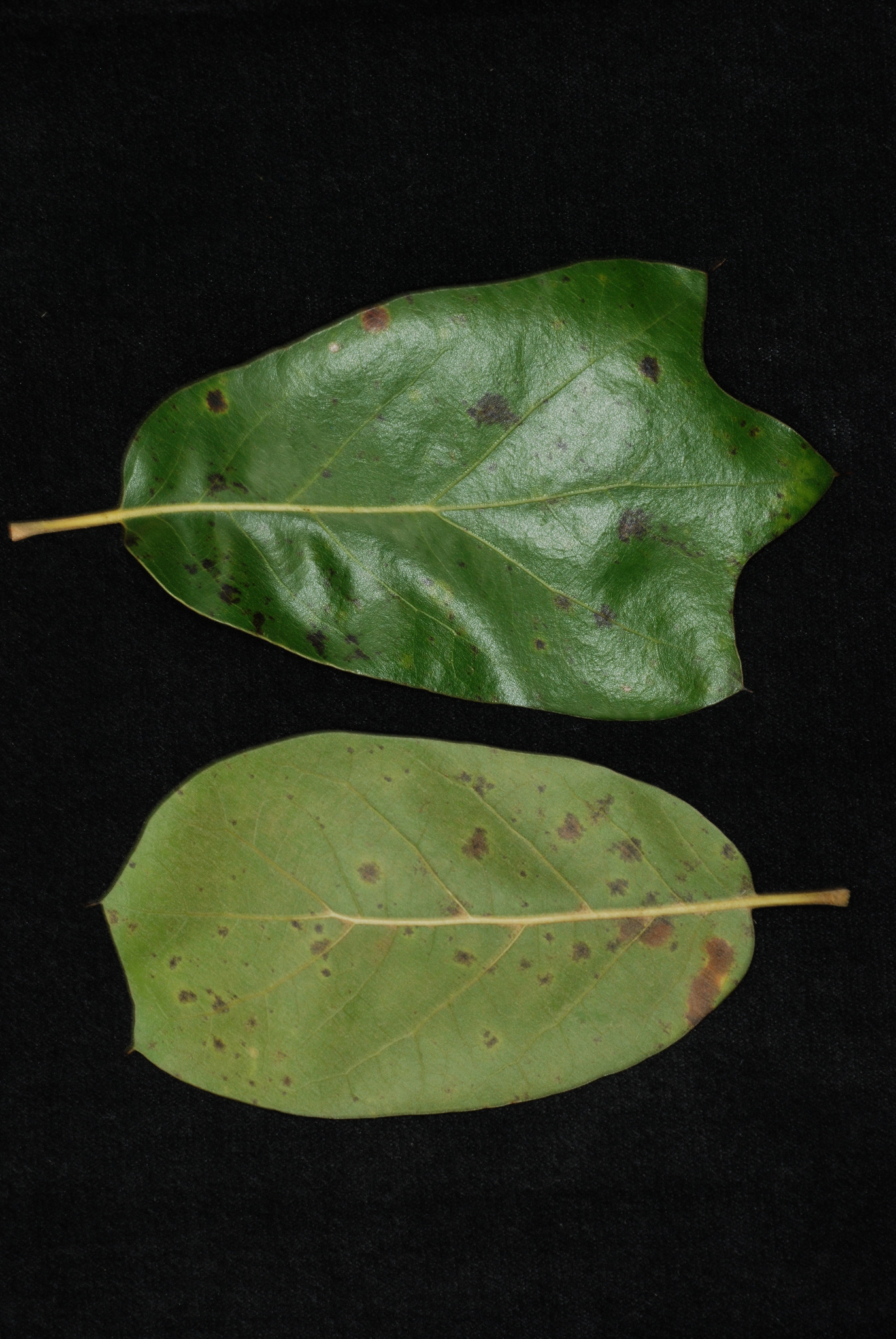 Quercus X cravenensis