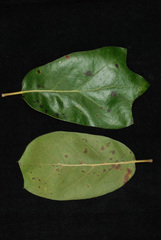 Quercus × cravenensis