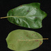 Quercus × cravenensis - Photo (c) Douglas Goldman, algunos derechos reservados (CC BY), subido por Douglas Goldman