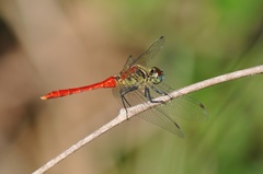 Sympetrum kunckeli
