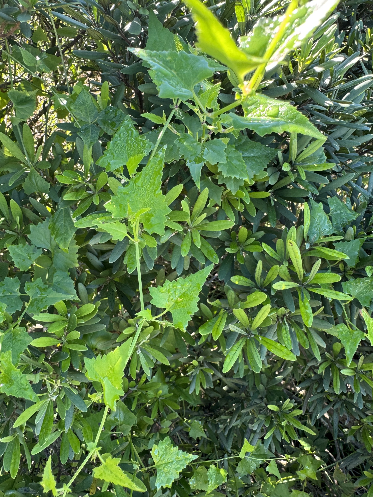 Imagem de Flor-das-almas