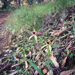 Caladenia macrostylis
