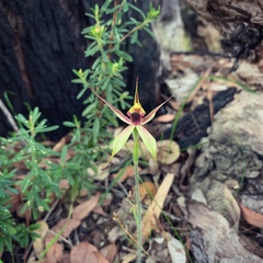 Caladenia macrostylis