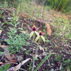 Caladenia macrostylis