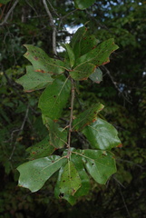 Quercus × cravenensis