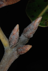 Quercus × cravenensis