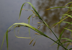 Carex tuminensis