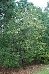 Quercus × cravenensis