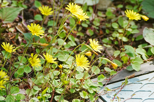 creeping lettuce (Ixeris stolonifera)