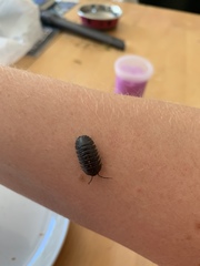 Armadillidium depressum
