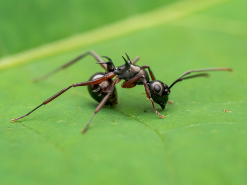 兴格多刺蚁Polyrhachis hunggeuk