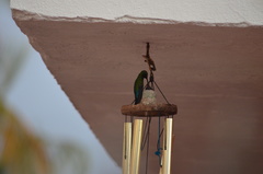 Eulampis holosericeus