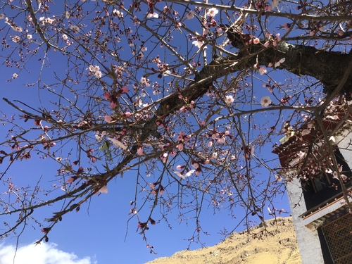 Prunus mira, photograph 6