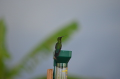 Eulampis holosericeus