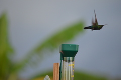 Eulampis holosericeus