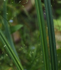 Carex tuminensis