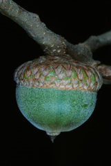 Quercus × cravenensis