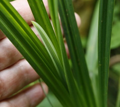 Carex tuminensis