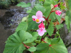 Begonia grandis