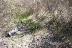 Schoenus cuspidatus