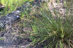 Schoenus cuspidatus