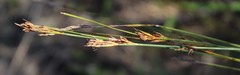 Schoenus cuspidatus