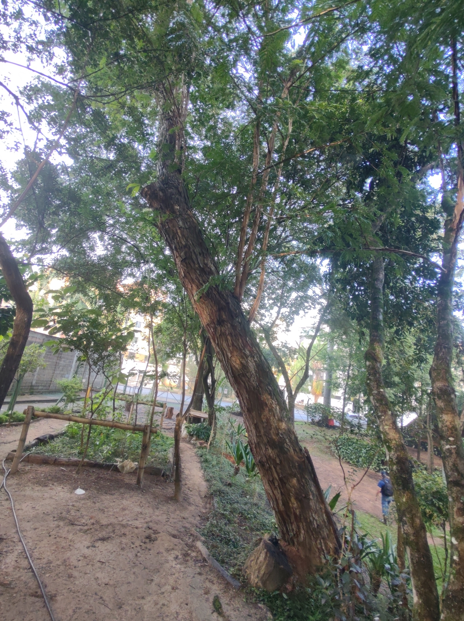 Imagem de Angico-Jacaré
