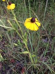 Helenium autumnale