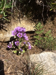 Gentianella ramosa