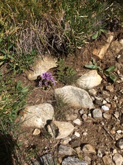 Gentianella ramosa