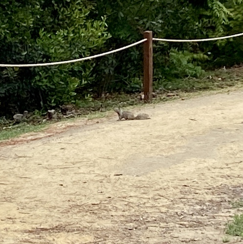 iNaturalist observation photo of California Ground Squirrel
