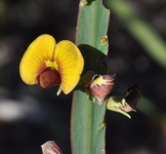 Bossiaea scolopendria