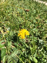 Jacobaea incana