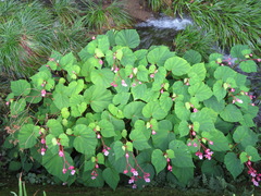 Begonia grandis