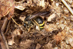 Nomia nortoni nortoni