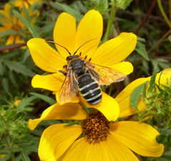 Nomia nortoni nortoni