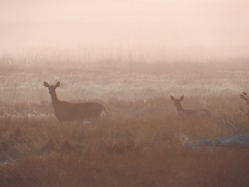 White-tailed Deer photographed in Maine