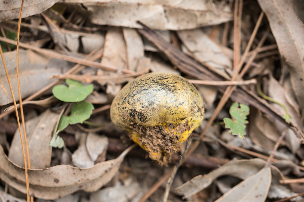 Pisolithus arhizus · April 2025 · photo: © ftsautter (iNaturalist, cc0)