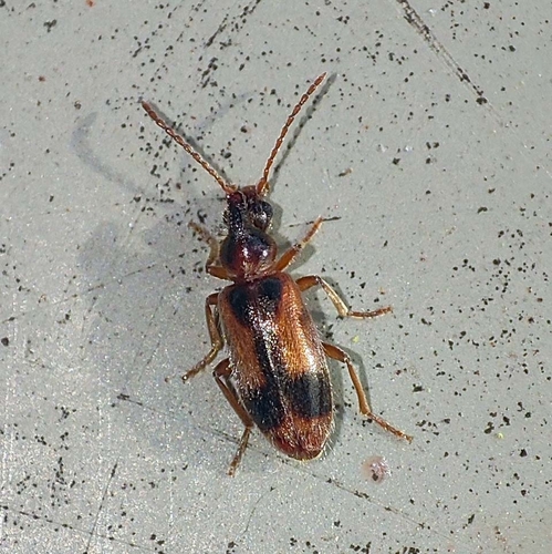 monoceros beetle, 9742 PZ Groningen, Netherlands, photo 10 of 10