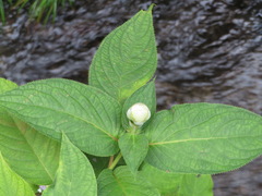 Hydrangea involucrata