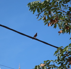 Acridotheres tristis