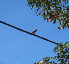 Acridotheres tristis