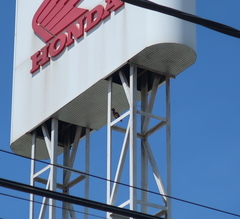 Acridotheres tristis