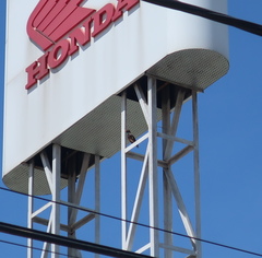 Acridotheres tristis