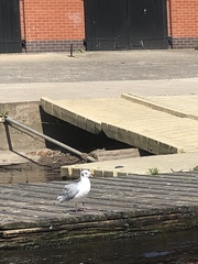 Chroicocephalus ridibundus