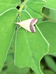 Odontiinae